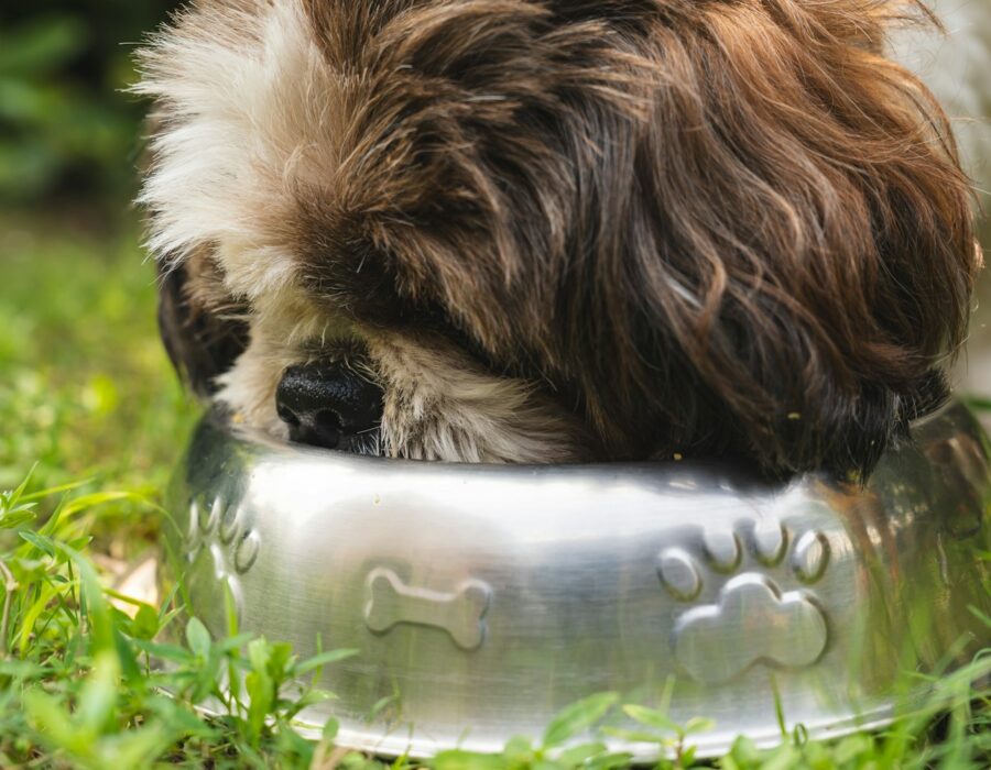 Shih Tzu eating from a silver dog bowl