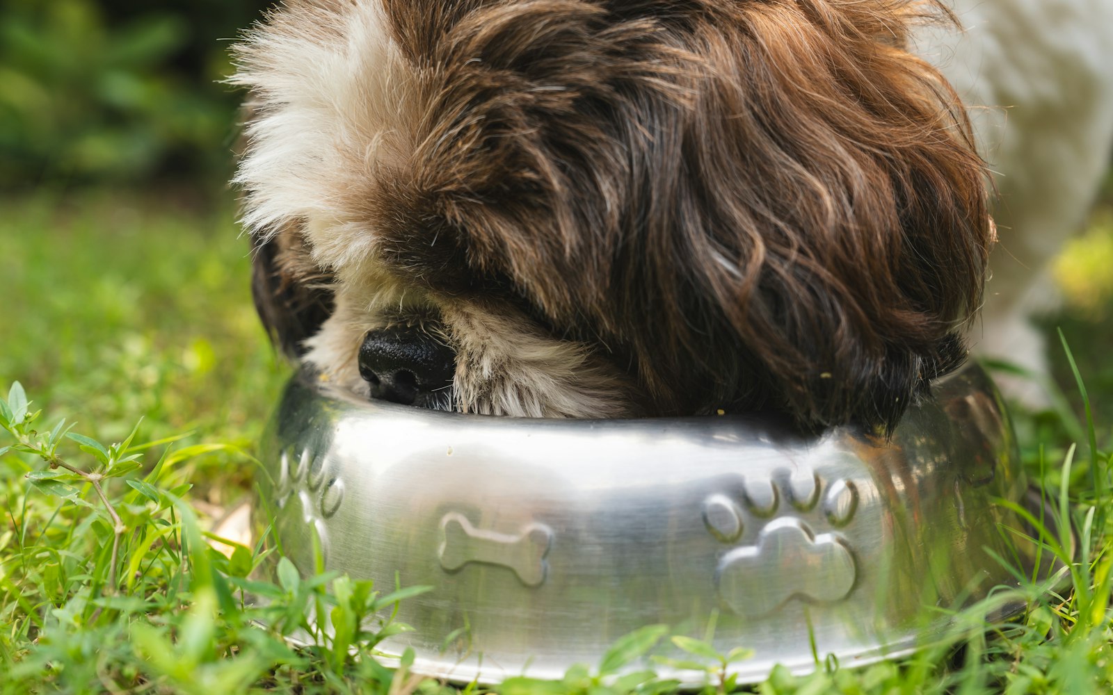 Shih Tzu eating from a silver dog bowl